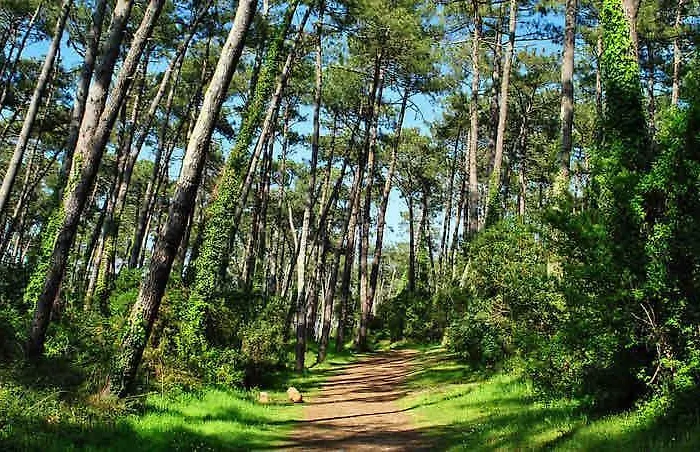Petit Cocon Basque * Anglet